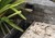 Regency Pool + Spa of Florida, Inc. > Gallery